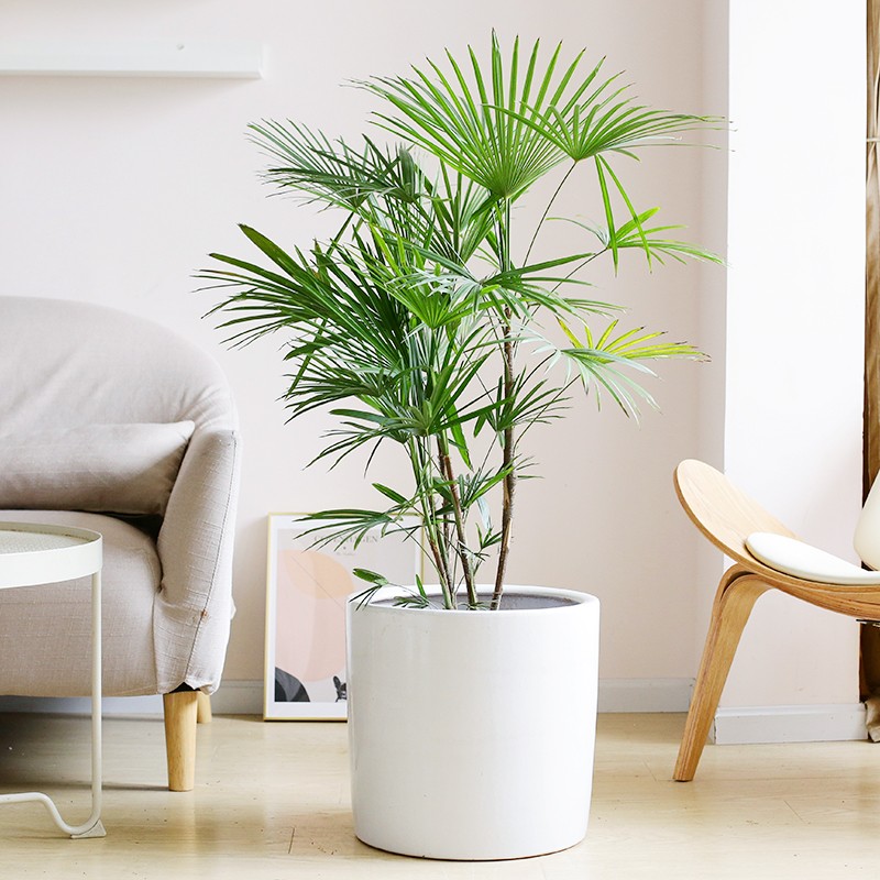 金山棕竹養(yǎng)護(hù)指南 低調(diào)奢華的家居綠植